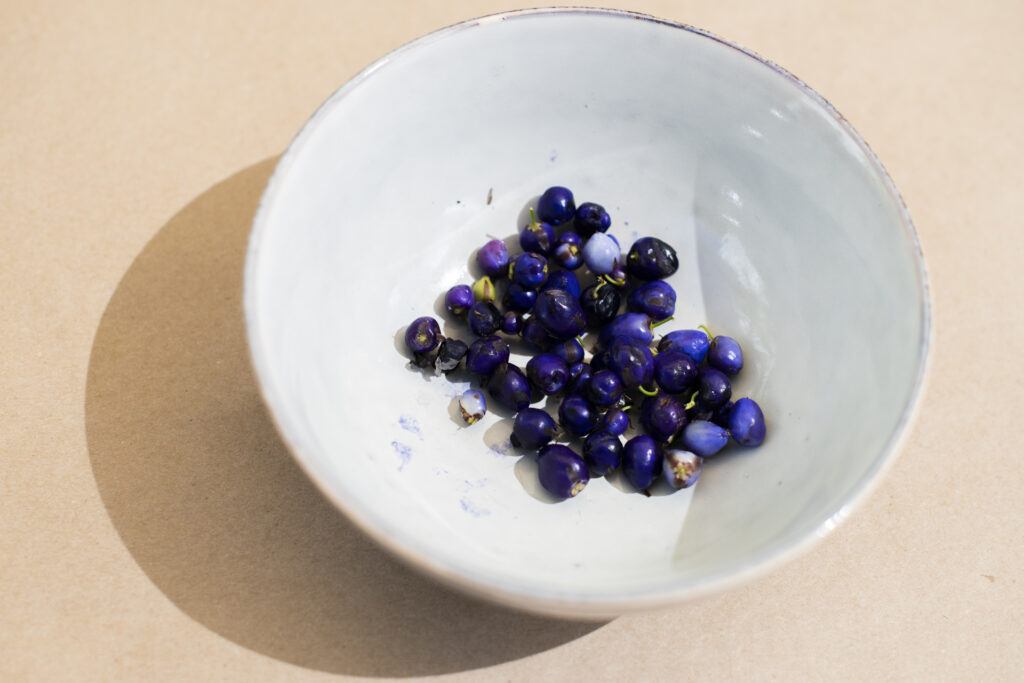 Bright purple round berries sit in a white ceramic bowl on top of a table covered in brown paper. 
